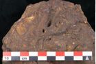 Foto (Detailansicht) von Sequoia novae zeelandiae Ettingshausen (NHMW-GEO-2024-0188-10199)